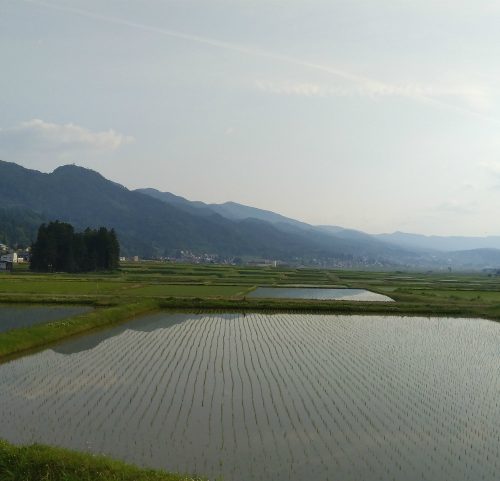 飯山の田んぼ