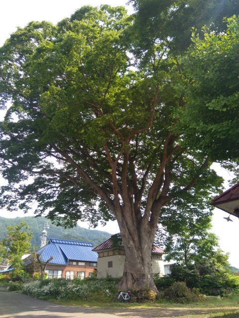 飯山加保土神社巨木