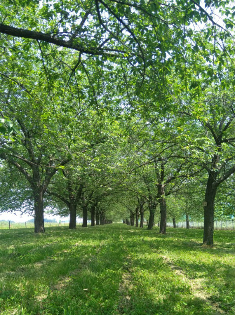 夏の小布施堤防道路