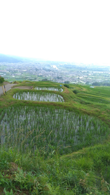 小さい田んぼ