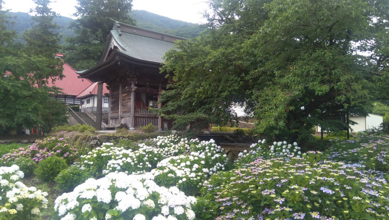 岩松院の紫陽花