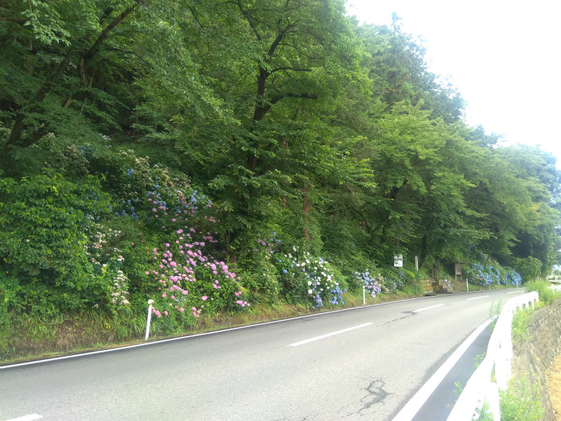 中野市釜上地蔵の紫陽花