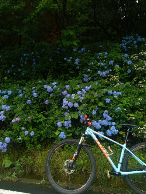 中野市釜上地蔵の紫陽花