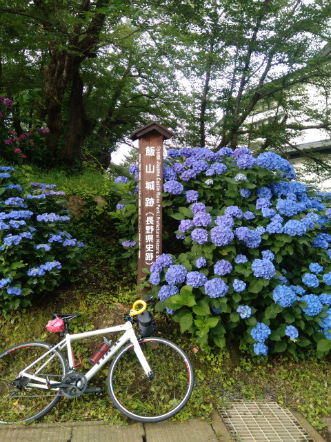 飯山城紫陽花サイクリング