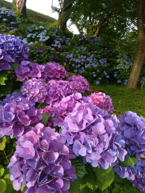 飯山城の紫陽花