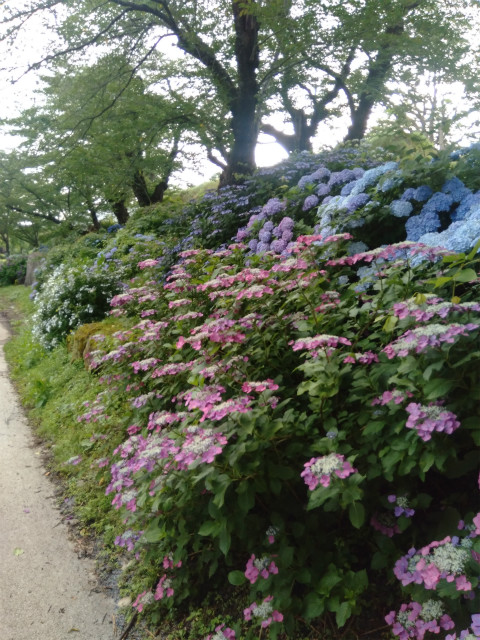 飯山城の紫陽花