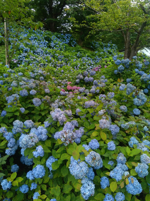 飯山城のあじさい