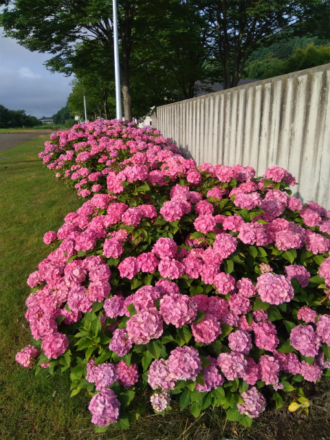 アクアパーク飯山の紫陽花