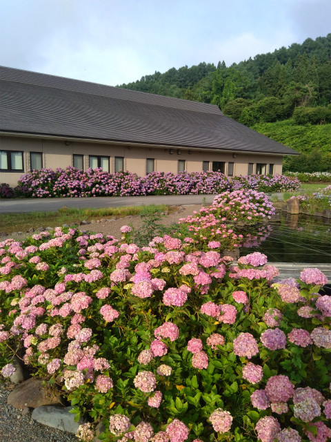 アクアパーク飯山の紫陽花