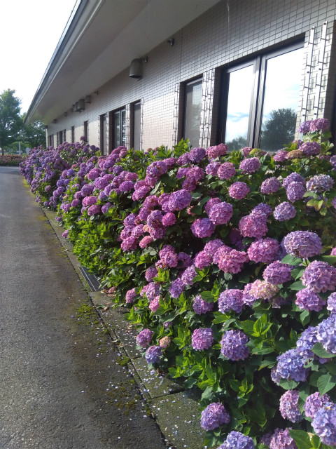 アクアパーク飯山の紫陽花　建物脇