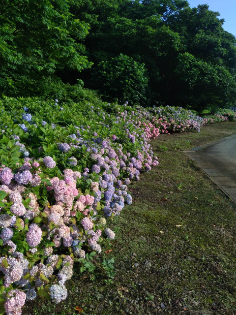 アクアパーク飯山の紫陽花　山側