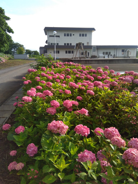 アクアパーク飯山の紫陽花