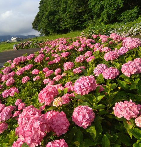 アクアパーク飯山の紫陽花