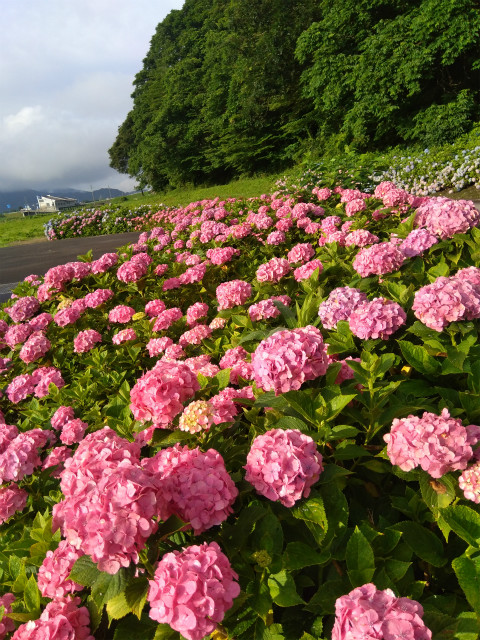 アクアパーク飯山の紫陽花