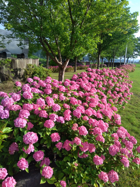 アクアパーク飯山の紫陽花