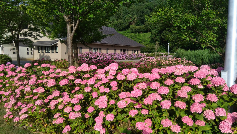 アクアパーク飯山の紫陽花