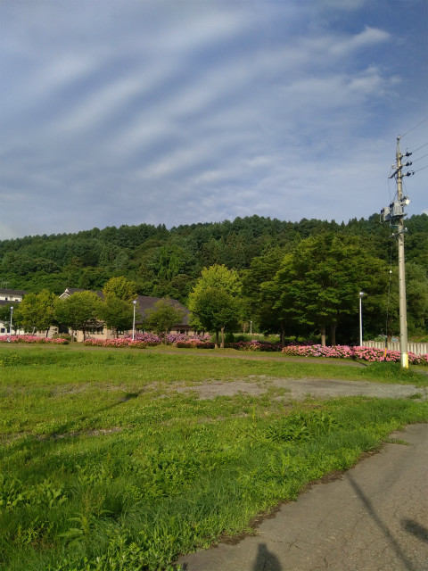 アクアパーク飯山の紫陽花