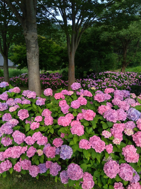 アクアパーク飯山の紫陽花