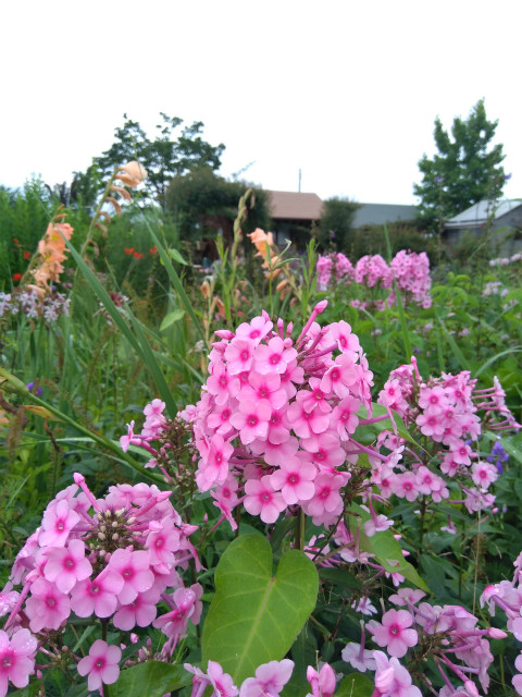 ピンクの花