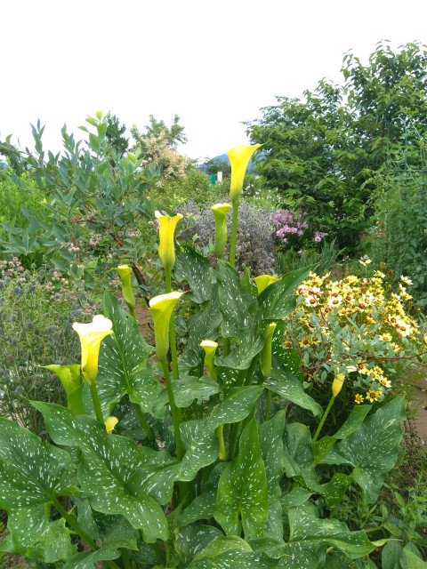 小布施オープンガーデン　黄色の花