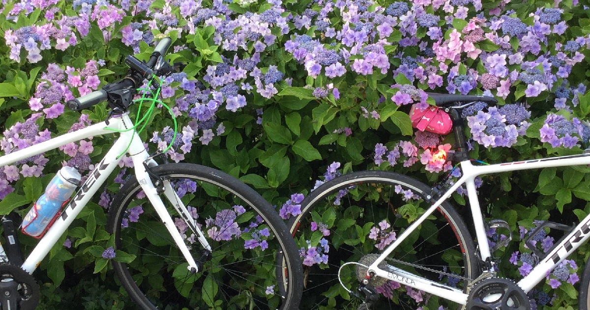 屋外で 密を避けて夏の間ずっと楽しめる 3キロ続くあじさいロード 高山村紫陽花見どころ 見頃 7月 9月 Maaru 長野 小布施スポーツ自転車レンタル カフェ