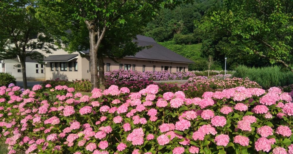 アクアパーク飯山の紫陽花