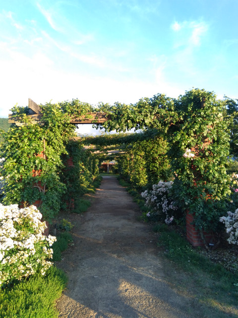 一本木公園バラ6月