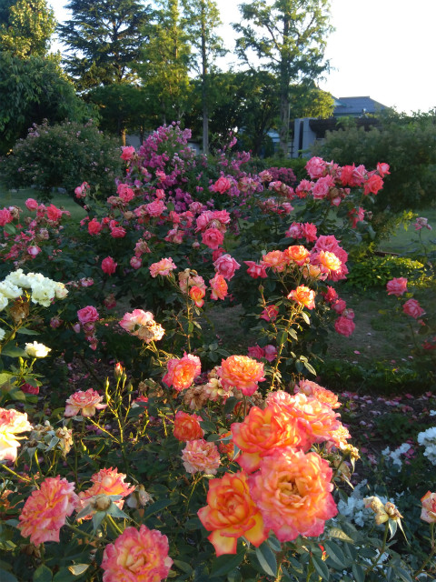 一本木公園バラ