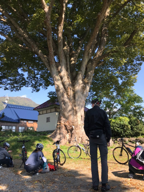 maaruなべくらサイクリングツアー巨木休憩