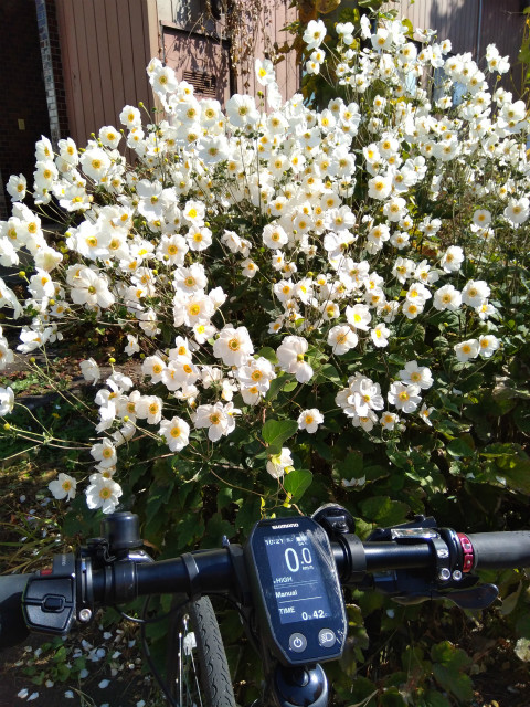 Ebikeと花