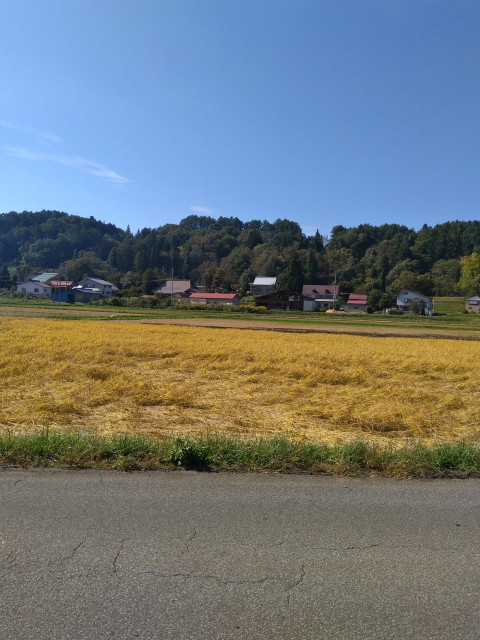 飯山金色の野