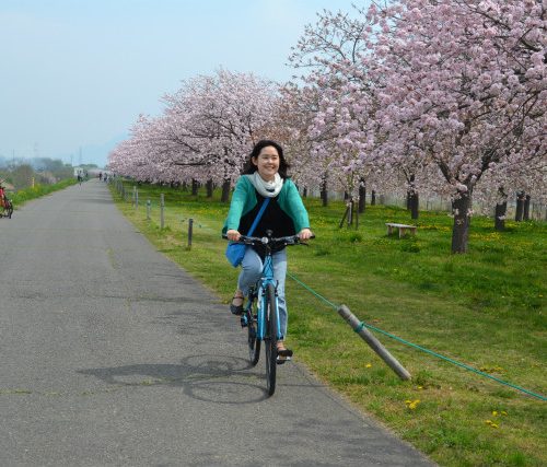 小布施の桜提　千曲川堤防