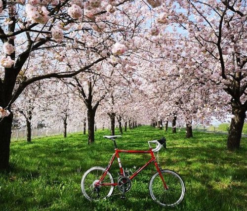 小布施の桜並木と自転車