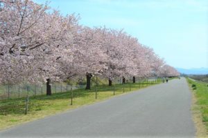 小布施桜の堤防　桜堤