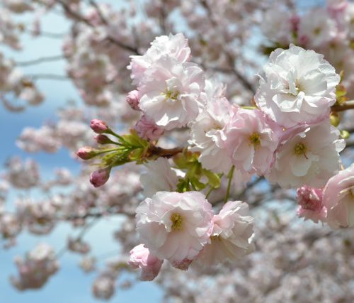 八重桜