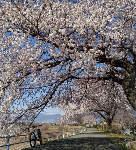 松川堤防　