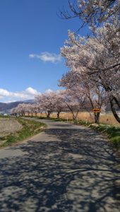 延徳田んぼの桜