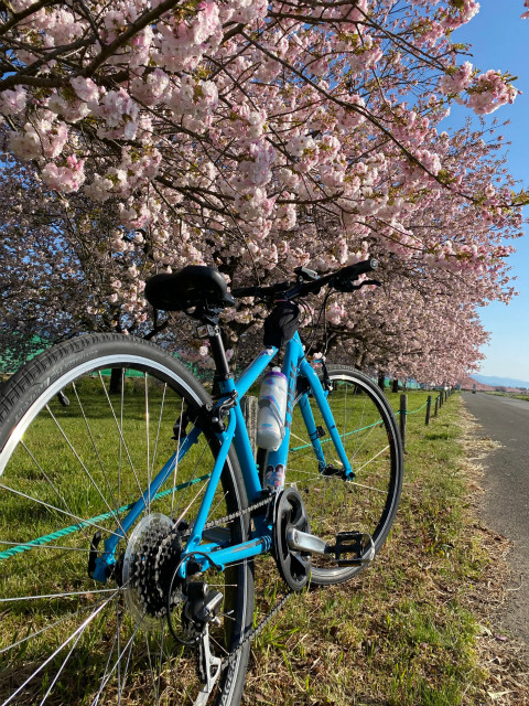 小布施千曲川堤防の八重桜