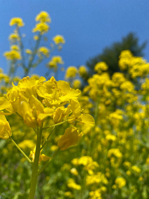 菜の花