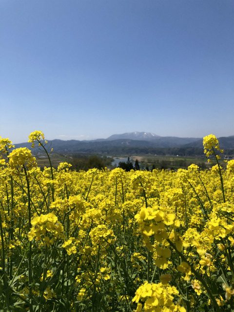 飯山菜の花サイクリング