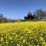 飯山菜の花サイクリング