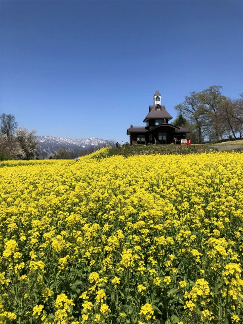 飯山菜の花サイクリング