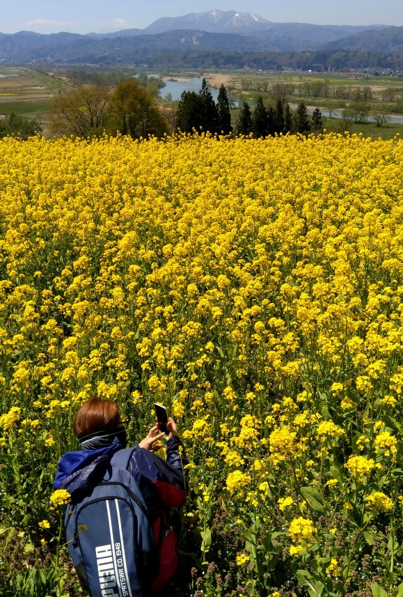 飯山菜の花サイクリング