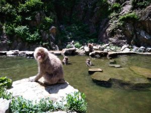 長野に来たらココ！世界で唯一温泉に入るお猿、スノーモンキー　maaruから2-3時間