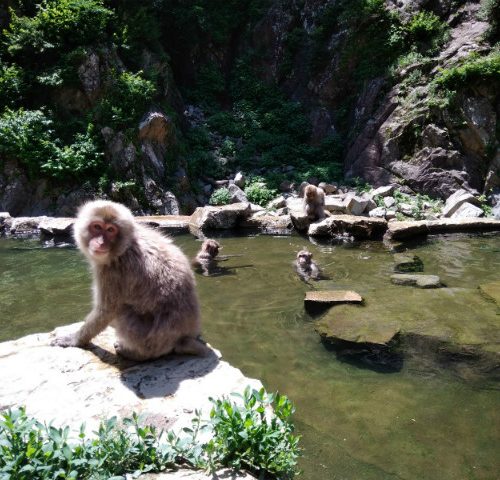 長野に来たらココ！世界で唯一温泉に入るお猿、スノーモンキー　maaruから2-3時間