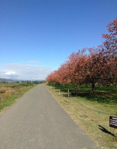 桜の紅葉