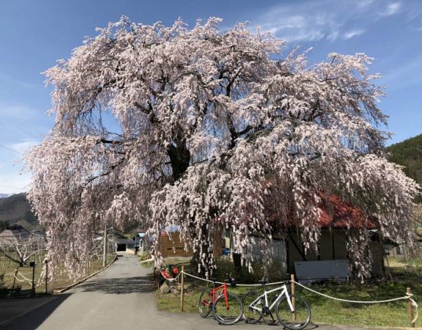 高山村五大桜