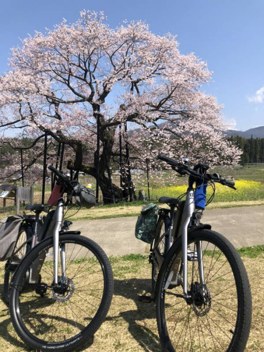 高山村5大桜と須坂市5大桜を全部まわるサイクリング