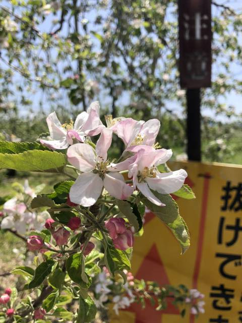 長野市豊野ホッペパンサイクリング