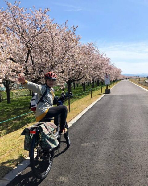 小布施サイクリングロード　桜並木